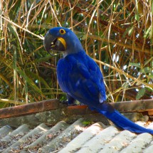 Blue Macaw